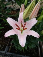 [5257 Sunny Bonaire No02.JPG]